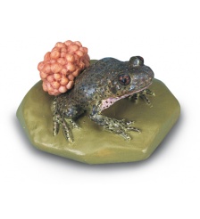 Fig 30 Avanzados Biologia
